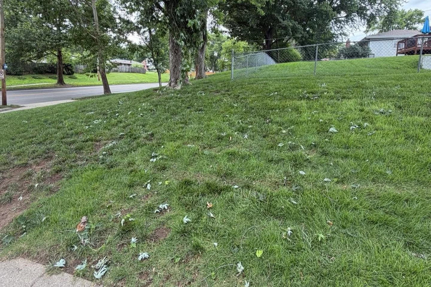 The same yard cleared after storm limb cleanup