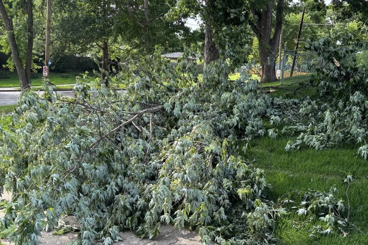 Large fallen branches covering a yard and sidewalk before cleanup