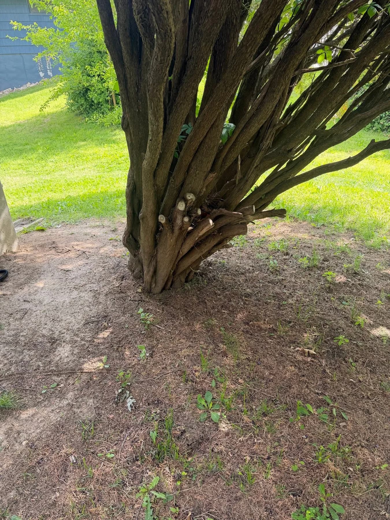 Landscape bed cleaned around a multi-trunk tree