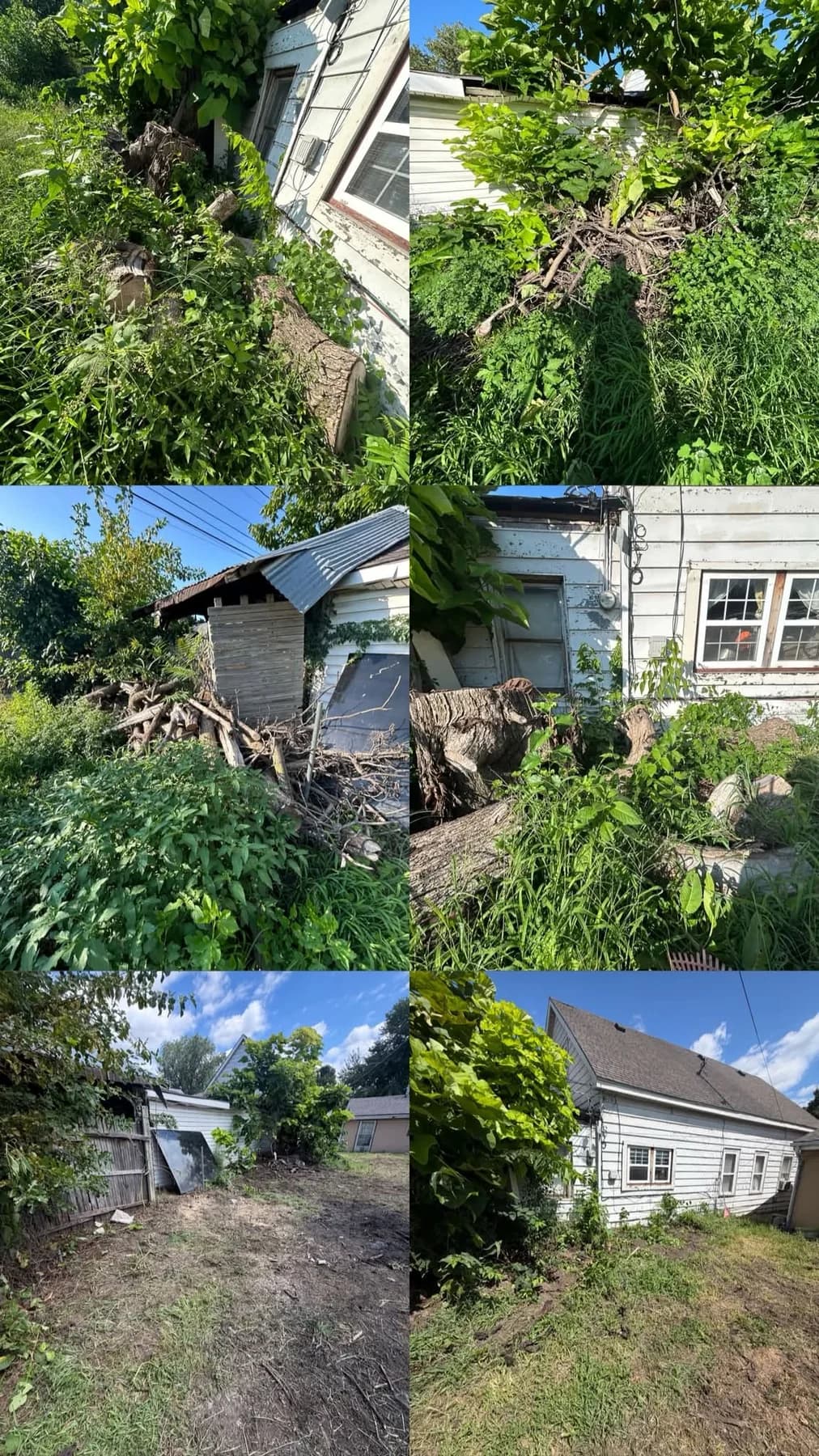 Fallen tree material ready to be hauled from a yard