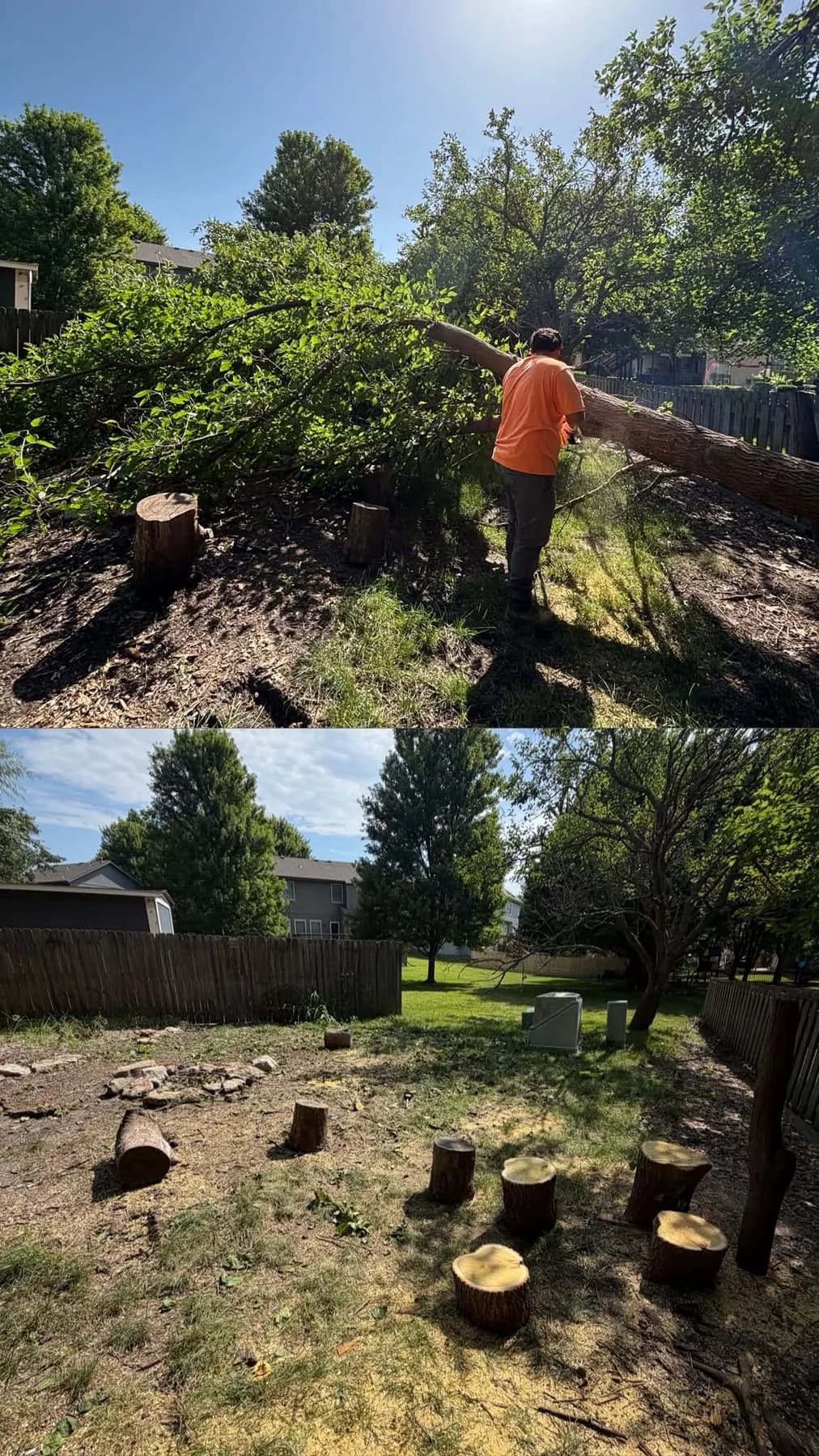Worker beside a cut tree during removal