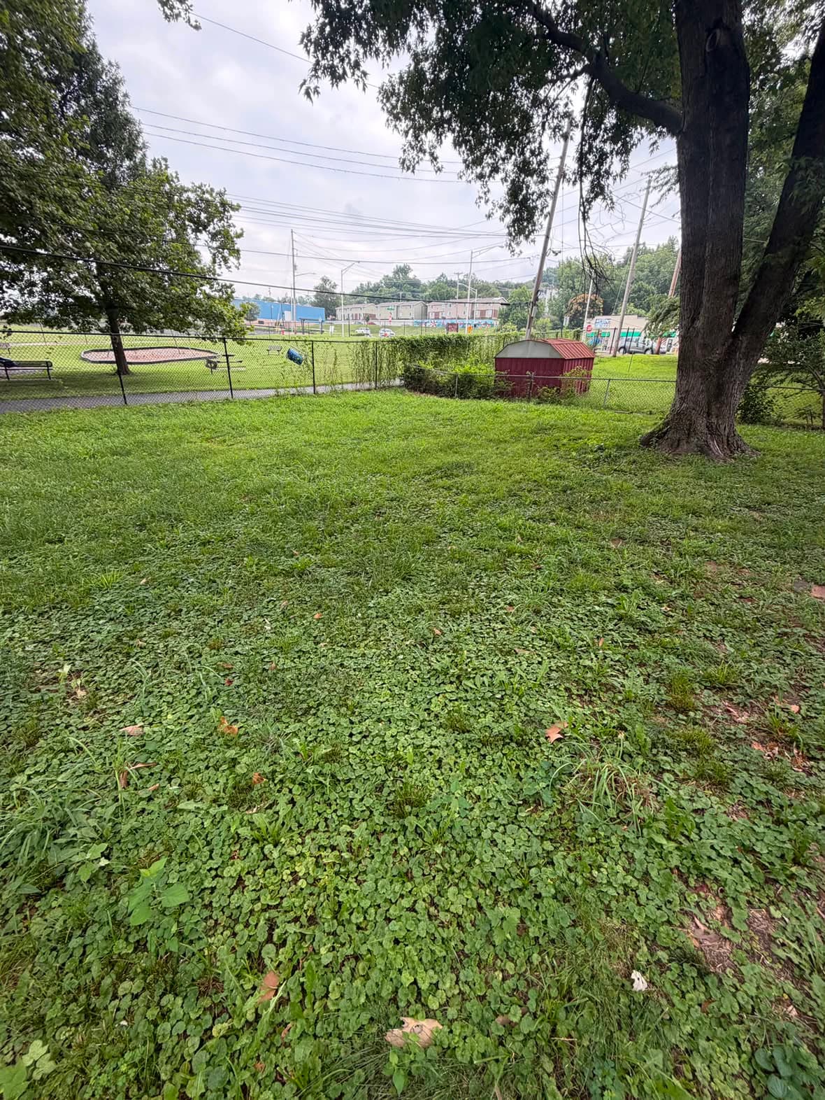 Freshly cut backyard lawn