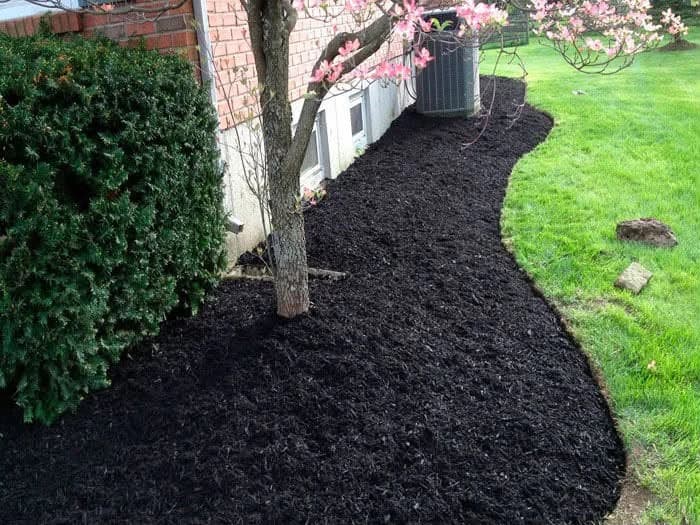 Fresh black mulch in a curved foundation bed