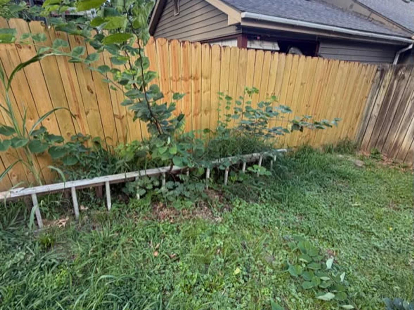 Fence line with tall plants and overgrowth before trimming