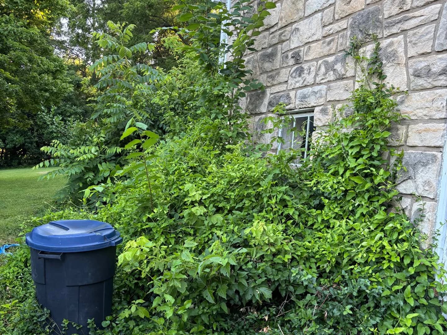 Stone foundation covered by dense vines and overgrowth before cutback