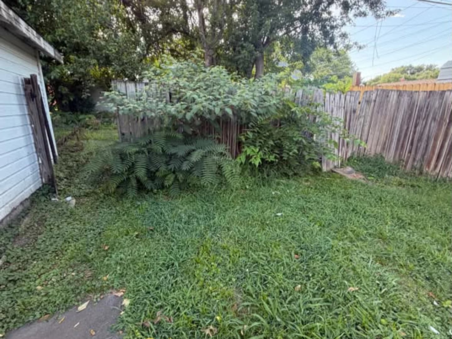 Rear fence and yard edge with dense overgrowth before cutback