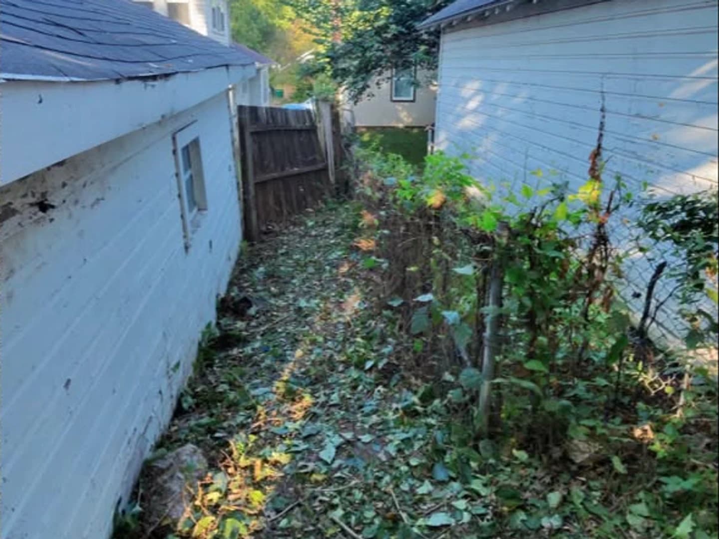 Side yard after dense plants were cut back