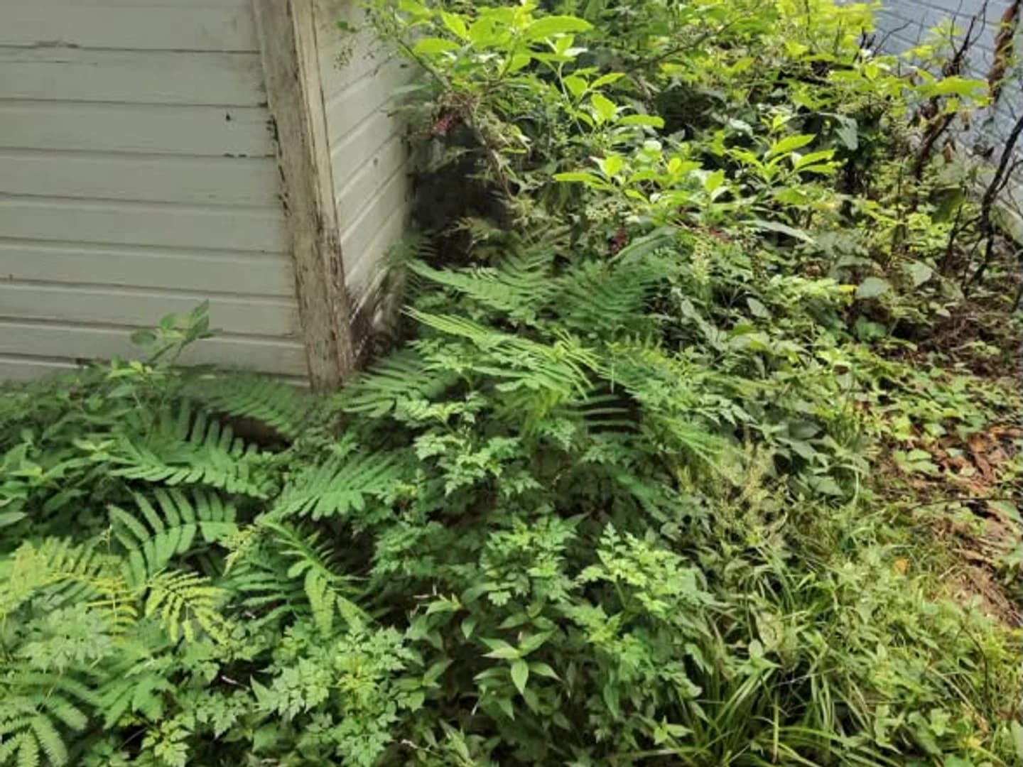 Narrow side yard filled with tall plants before trimming